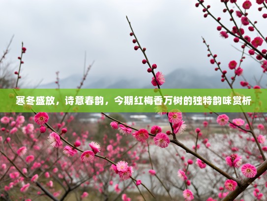 寒冬盛放，诗意春韵，今期红梅香万树的独特韵味赏析